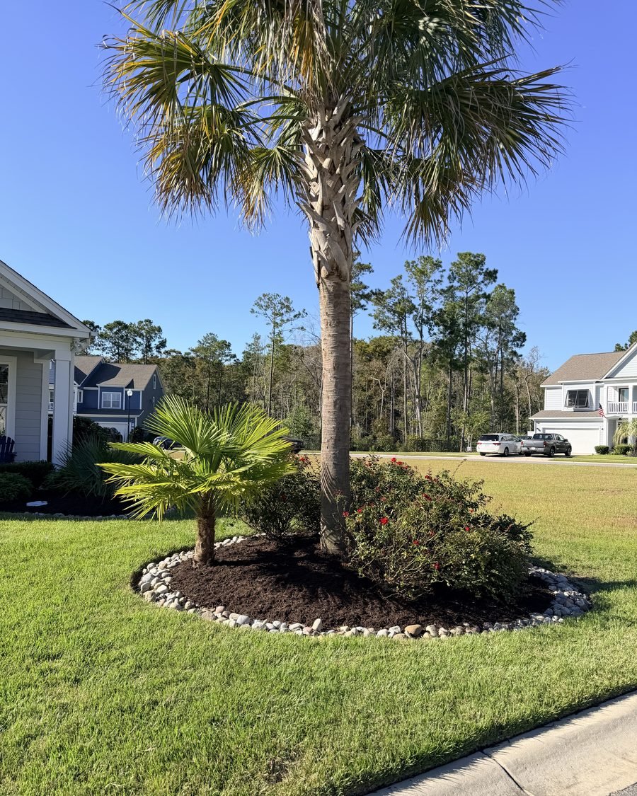 A palm tree in a mulch and river rock bed on a green lawn
